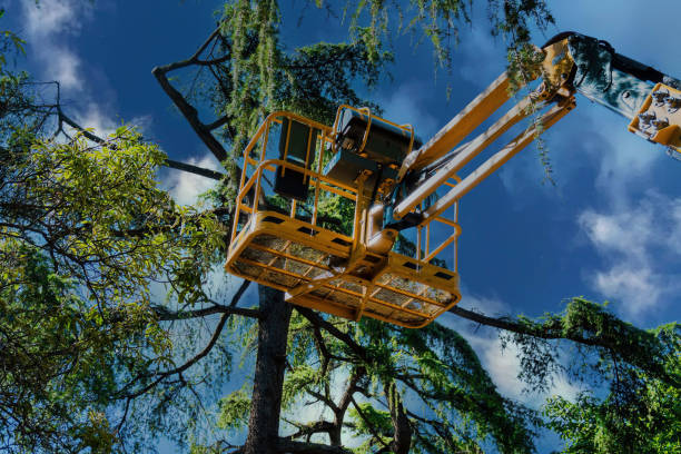 Best Tree Removal Services  in Pelham, GA